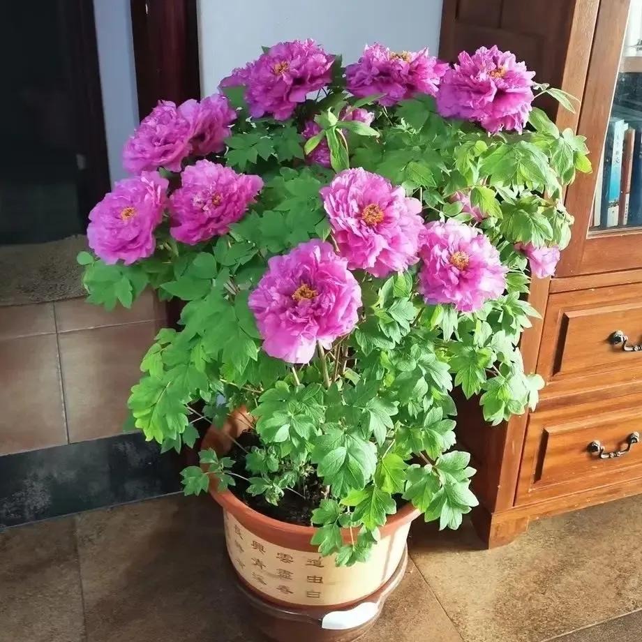 5 cây xanh giới nhà giàu "quý hơn vàng", gia đình phú quý càng thêm thịnh vượng - Ảnh 4.