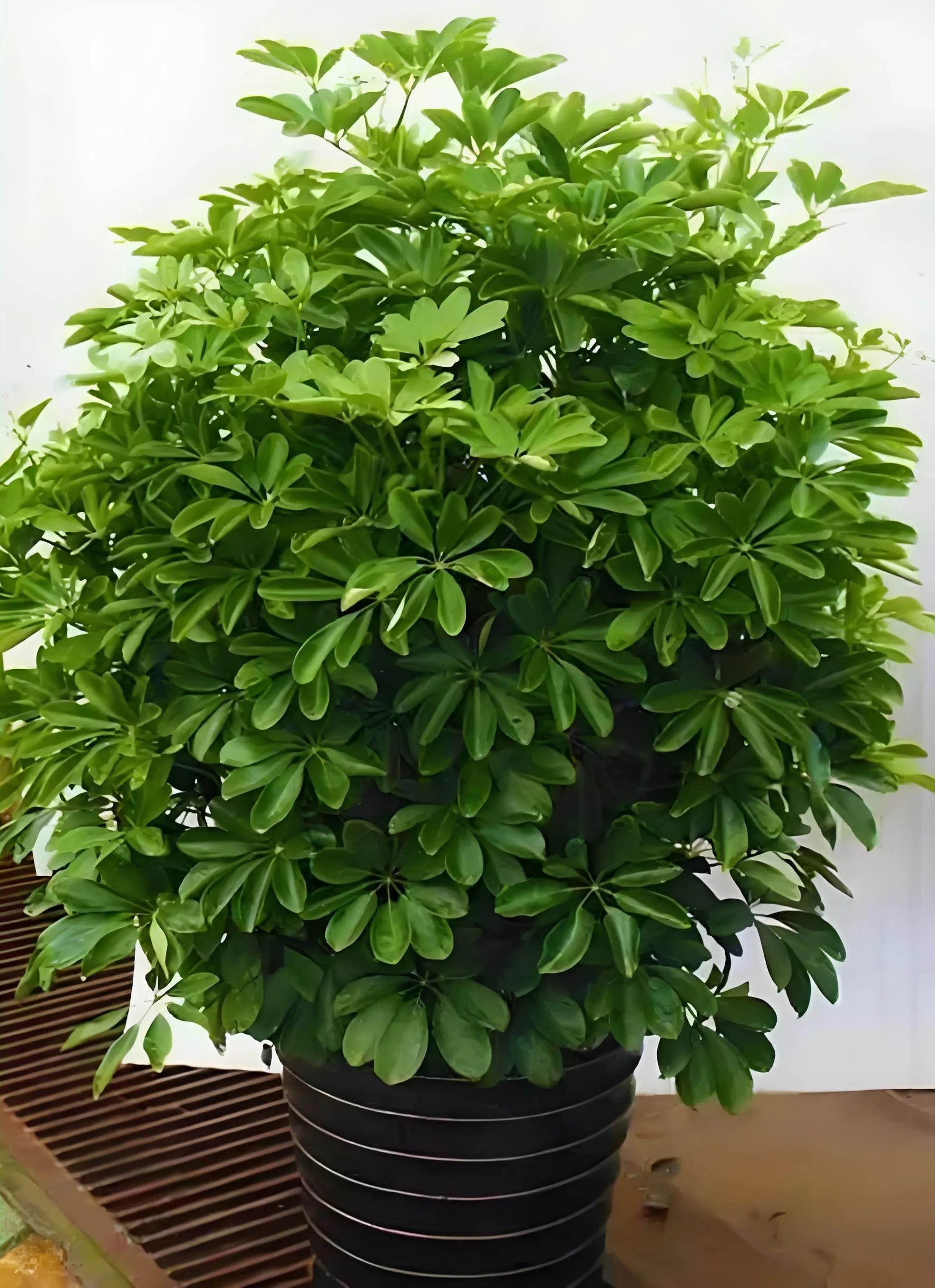 5 cây xanh giới nhà giàu "quý hơn vàng", gia đình phú quý càng thêm thịnh vượng - Ảnh 3.