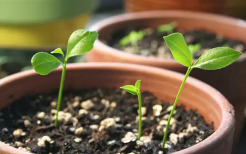 Ngoài ăn quả, loại cây này còn có lá được ví như "thần dược chữa bệnh", trồng dễ như trở bàn tày! - Ảnh 8. Ngoài ăn quả, loại cây này còn có lá được ví như "thần dược chữa bệnh", trồng dễ như trở bàn tày! - Ảnh 8.