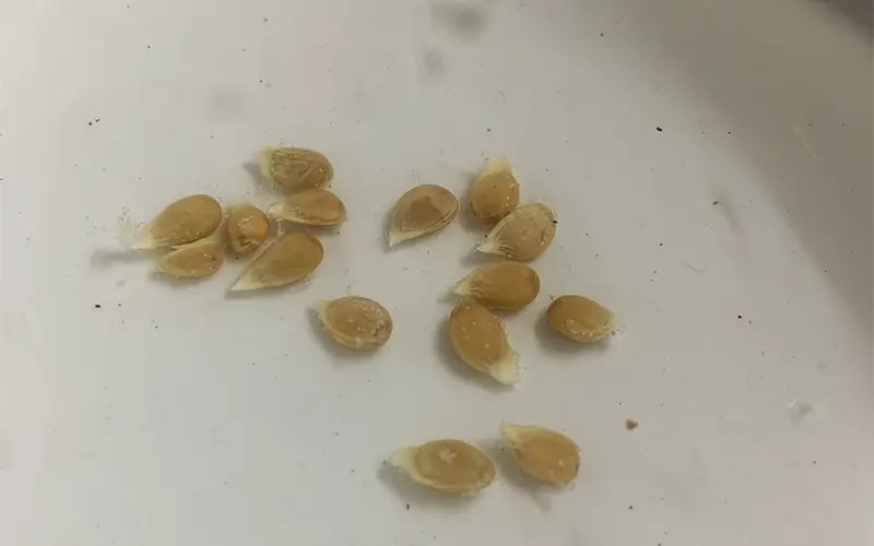 Ngoài ăn quả, loại cây này còn có lá được ví như "thần dược chữa bệnh", trồng dễ như trở bàn tày! - Ảnh 7. Ngoài ăn quả, loại cây này còn có lá được ví như "thần dược chữa bệnh", trồng dễ như trở bàn tày! - Ảnh 7.