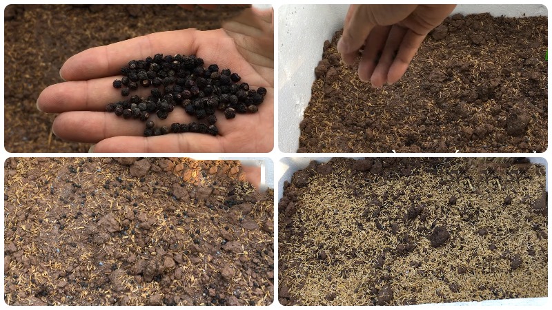 Rau dại một thời giờ là "vua mùa hè", nhà nào cũng đua nhau trồng, chẳng cần chăm vẫn xanh um - Ảnh 3.