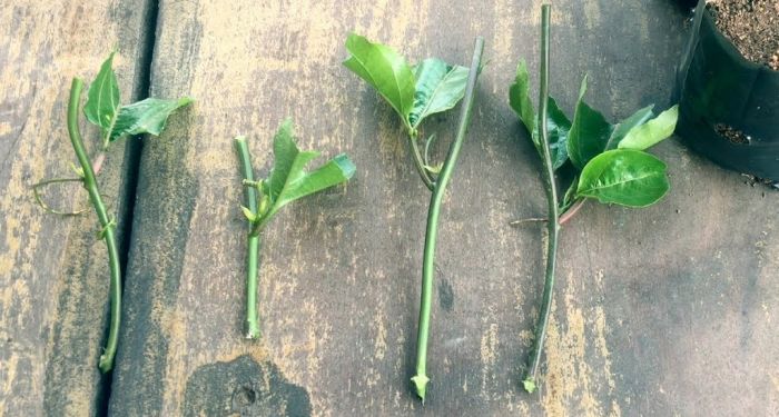 Ngoài ăn quả, loại cây này còn có lá được ví như "thần dược chữa bệnh", trồng dễ như trở bàn tày! - Ảnh 9. Ngoài ăn quả, loại cây này còn có lá được ví như "thần dược chữa bệnh", trồng dễ như trở bàn tày! - Ảnh 9.