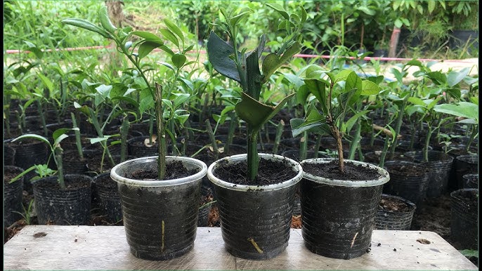 Ngoài ăn quả, loại cây này còn có lá được ví như "thần dược chữa bệnh", trồng dễ như trở bàn tày! - Ảnh 10. Ngoài ăn quả, loại cây này còn có lá được ví như "thần dược chữa bệnh", trồng dễ như trở bàn tày! - Ảnh 10.