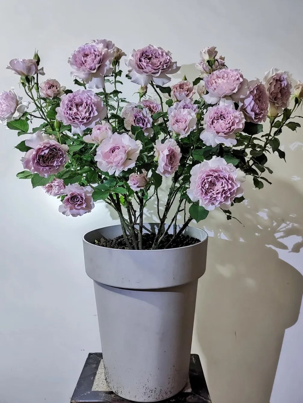 Bị chê “chỉ trồng hoa chẳng làm ăn gì”, chàng trai 9X khiến cả làng nể phục với khu vườn triệu bông- Ảnh 3. Bị chê “chỉ trồng hoa chẳng làm ăn gì”, chàng trai 9X khiến cả làng nể phục với khu vườn triệu bông- Ảnh 3.