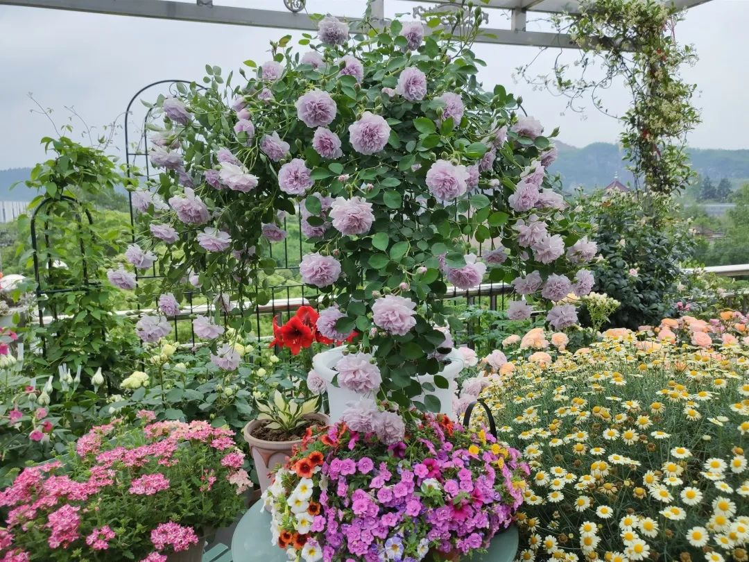 Bị chê “chỉ trồng hoa chẳng làm ăn gì”, chàng trai 9X khiến cả làng nể phục với khu vườn triệu bông- Ảnh 2. Bị chê “chỉ trồng hoa chẳng làm ăn gì”, chàng trai 9X khiến cả làng nể phục với khu vườn triệu bông- Ảnh 2.