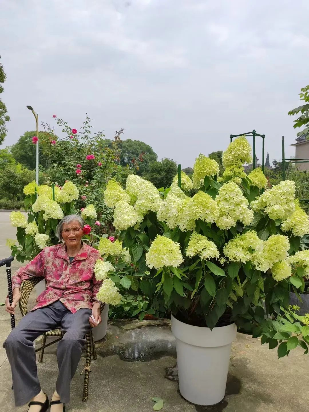 Bị chê “chỉ trồng hoa chẳng làm ăn gì”, chàng trai 9X khiến cả làng nể phục với khu vườn triệu bông- Ảnh 9. Bị chê “chỉ trồng hoa chẳng làm ăn gì”, chàng trai 9X khiến cả làng nể phục với khu vườn triệu bông- Ảnh 9.