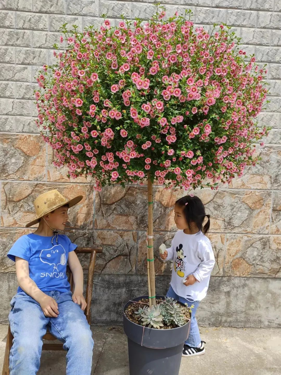 Bị chê “chỉ trồng hoa chẳng làm ăn gì”, chàng trai 9X khiến cả làng nể phục với khu vườn triệu bông- Ảnh 7. Bị chê “chỉ trồng hoa chẳng làm ăn gì”, chàng trai 9X khiến cả làng nể phục với khu vườn triệu bông- Ảnh 7.