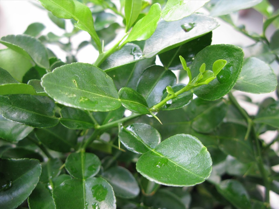 Ngoài ăn quả, loại cây này còn có lá được ví như "thần dược chữa bệnh", trồng dễ như trở bàn tày! - Ảnh 1. Ngoài ăn quả, loại cây này còn có lá được ví như "thần dược chữa bệnh", trồng dễ như trở bàn tày! - Ảnh 1.