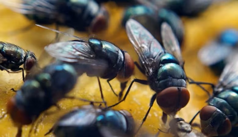 Mỹ tăng cường thả ruồi từ mức 20 triệu lên 100 triệu con xuống Panama mỗi tuần: Lý do thực sự là gì?- Ảnh 3.