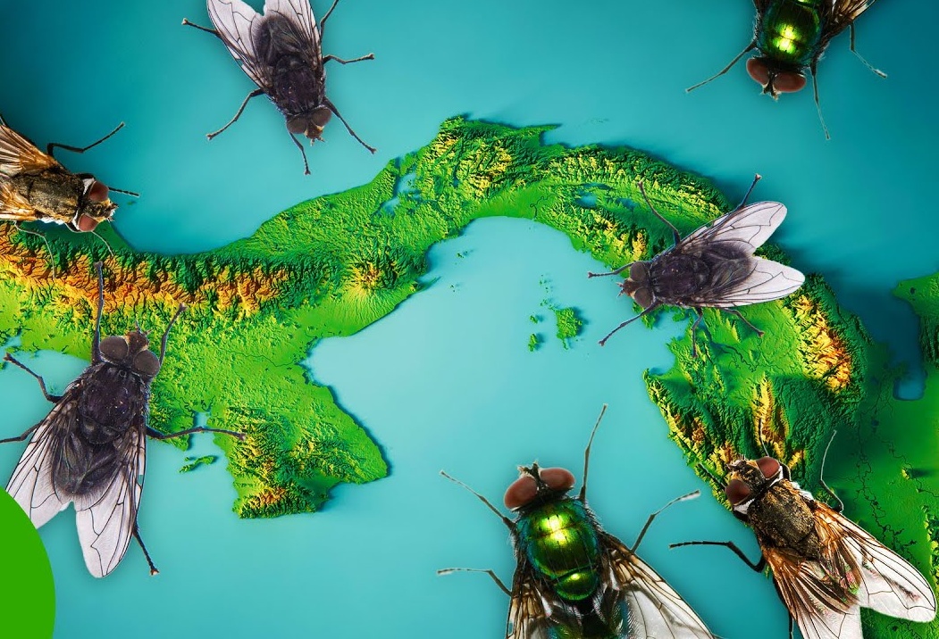 Mỹ tăng cường thả ruồi từ mức 20 triệu lên 100 triệu con xuống Panama mỗi tuần: Lý do thực sự là gì?- Ảnh 2.