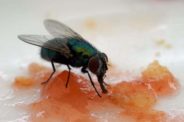 Mỹ tăng cường thả ruồi từ mức 20 triệu lên 100 triệu con xuống Panama mỗi tuần: Lý do thực sự là gì?- Ảnh 1.