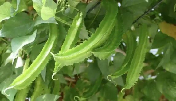 Thứ từng là thức ăn cho lợn bỗng hóa "vàng xanh", giá 1 triệu/kg vẫn "cháy hàng"- Ảnh 3.