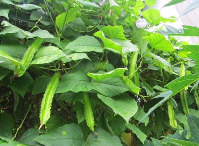 Thứ từng là thức ăn cho lợn bỗng hóa "vàng xanh", giá 1 triệu/kg vẫn "cháy hàng"- Ảnh 1.