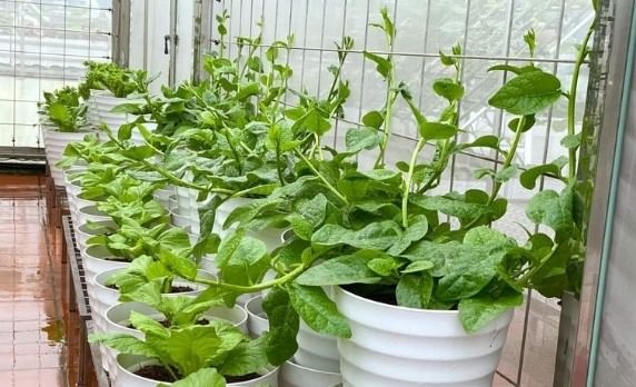 Rau dại một thời giờ là "vua mùa hè", nhà nào cũng đua nhau trồng, chẳng cần chăm vẫn xanh um - Ảnh 4.