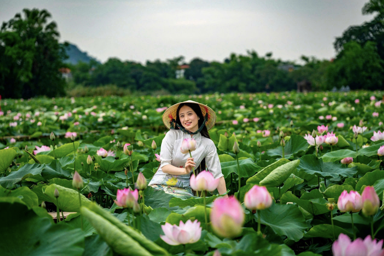 Hoa sen ở Hang Múa vào mùa đẹp nhất trong năm- Ảnh 2.