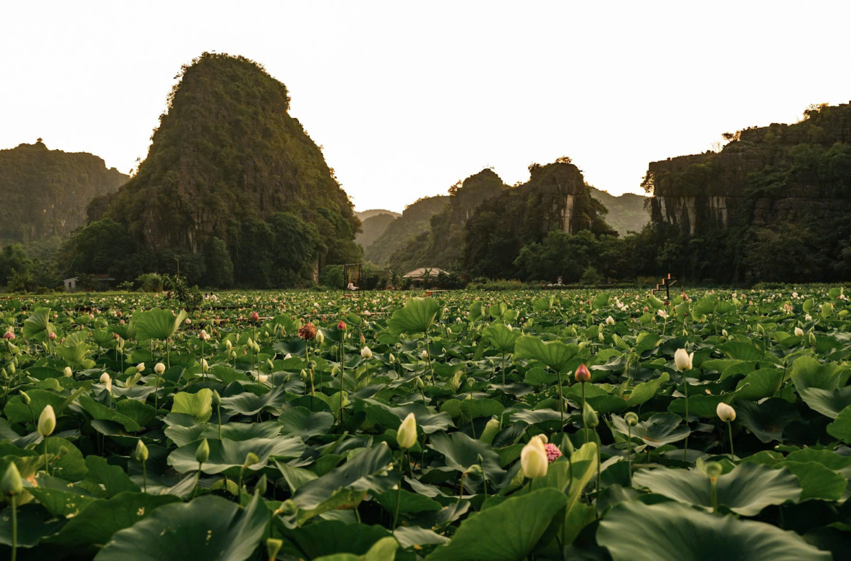 Hoa sen ở Hang Múa vào mùa đẹp nhất trong năm- Ảnh 3.