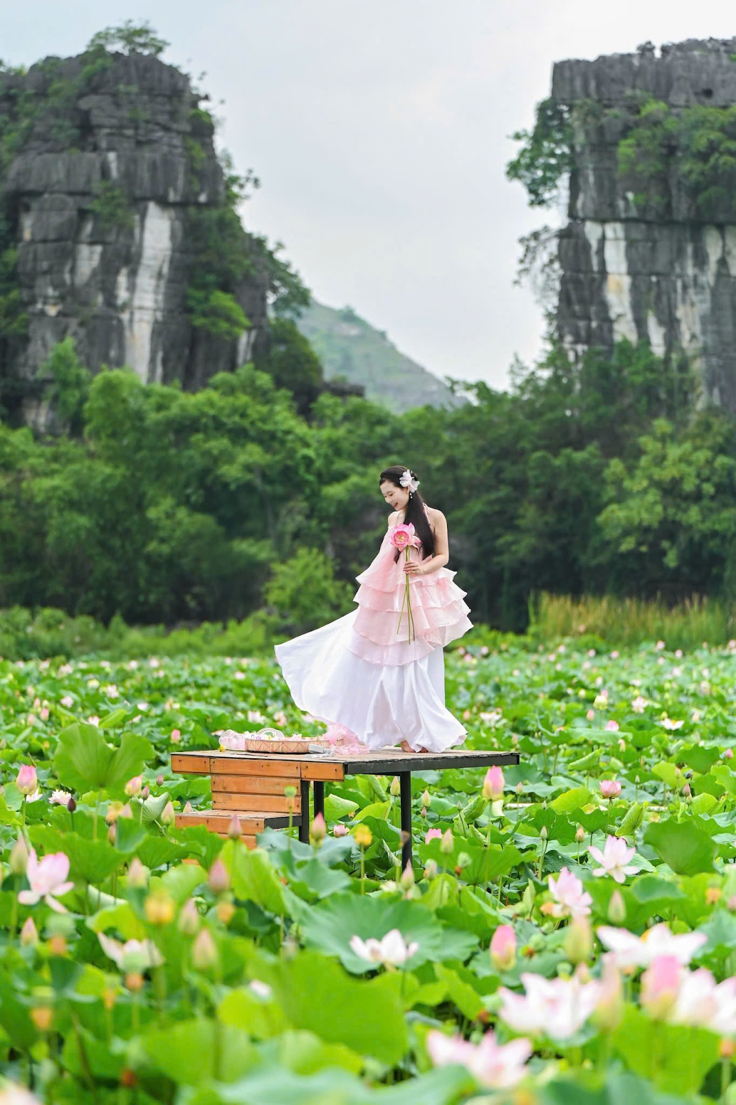 Hoa sen ở Hang Múa vào mùa đẹp nhất trong năm- Ảnh 5.