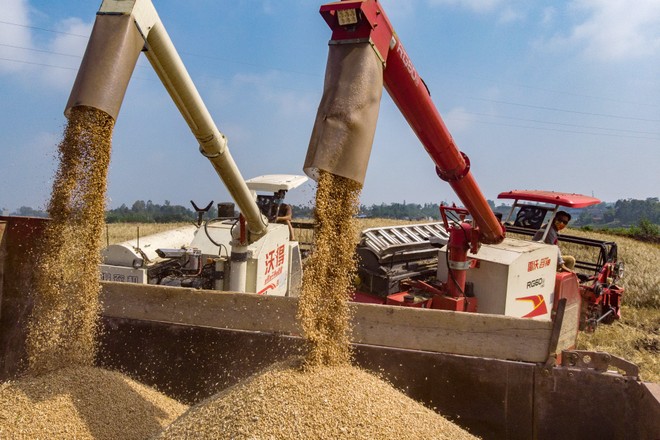 Hàng trăm nghìn tấn 'hạt vàng' từ Mỹ ồ ạt đổ bộ Việt Nam: thuế nhập khẩu 0%, - Ảnh 1.