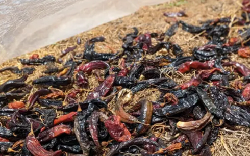 Một loại quả của Việt Nam được người Lào cực kỳ ưa chuộng: Là gia vị triệu đô đắt hàng của thế giới, thu về hơn 100 tỷ đồng kể từ đầu năm - Ảnh 1.