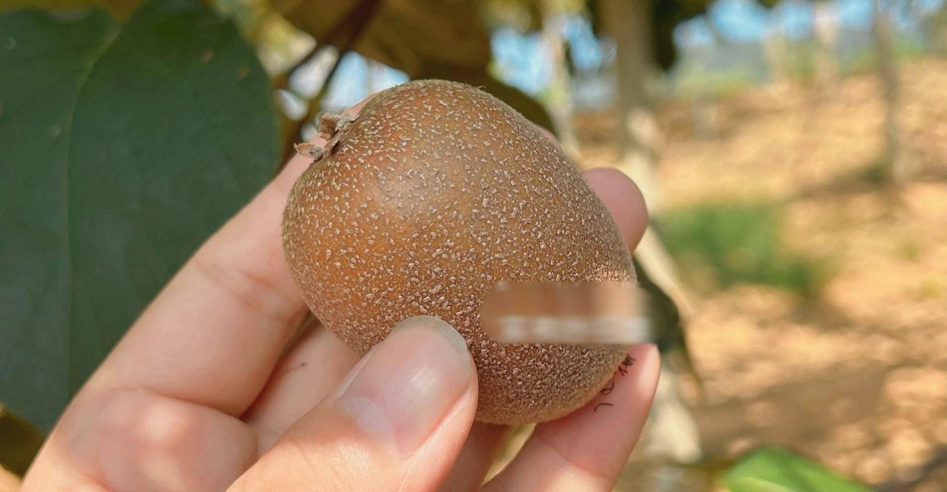 Loại quả bé xíu mệnh danh là "siêu trái cây", giàu vitamin C hơn cam, ra chợ là thấy - Ảnh 2.