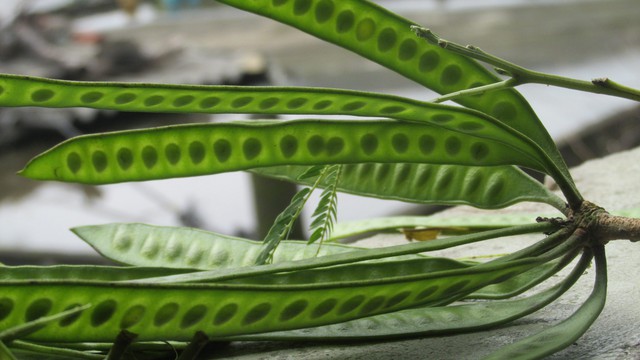 Loại quả mọc dại ở Việt Nam có giá 2,1 triệu đồng/kg ở Trung Quốc: Dùng để tắm, ngâm chân cực tốt- Ảnh 2.