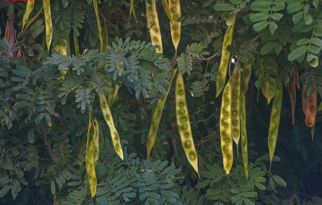 Loại quả mọc dại ở Việt Nam có giá 2,1 triệu đồng/kg ở Trung Quốc: Dùng để tắm, ngâm chân cực tốt- Ảnh 1.