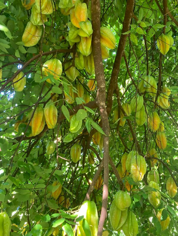 Ông bà dặn: "Trồng cây là trồng phúc, giữ cây là giữ lộc" - 3 cây này dù khó đến mấy cũng đừng chặt - Ảnh 2. Ông bà dặn: "Trồng cây là trồng phúc, giữ cây là giữ lộc" - 3 cây này dù khó đến mấy cũng đừng chặt - Ảnh 2.