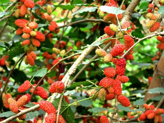 Ông bà dặn: "Trồng cây là trồng phúc, giữ cây là giữ lộc" - 3 cây này dù khó đến mấy cũng đừng chặt - Ảnh 3. Ông bà dặn: "Trồng cây là trồng phúc, giữ cây là giữ lộc" - 3 cây này dù khó đến mấy cũng đừng chặt - Ảnh 3.