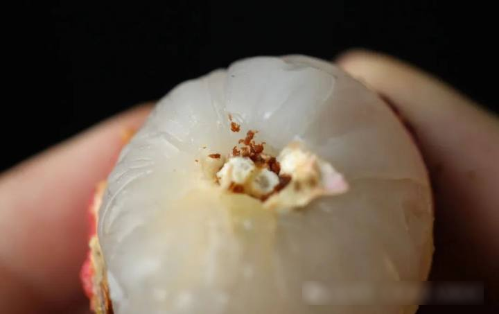 Bóc vỏ quả vải, phần đen trên cuống là gì? Nhiều người nghĩ là 