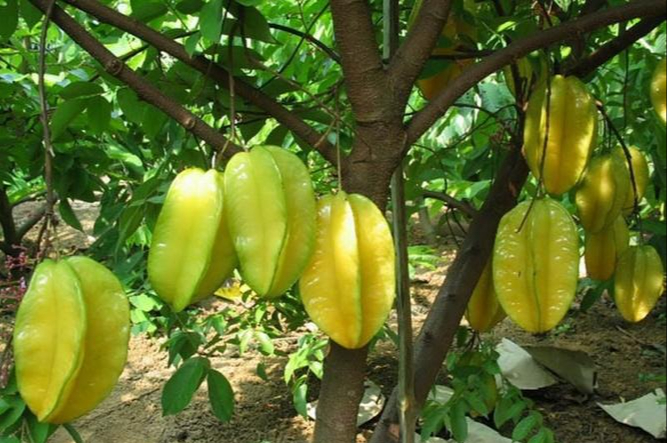 Loại cây 
