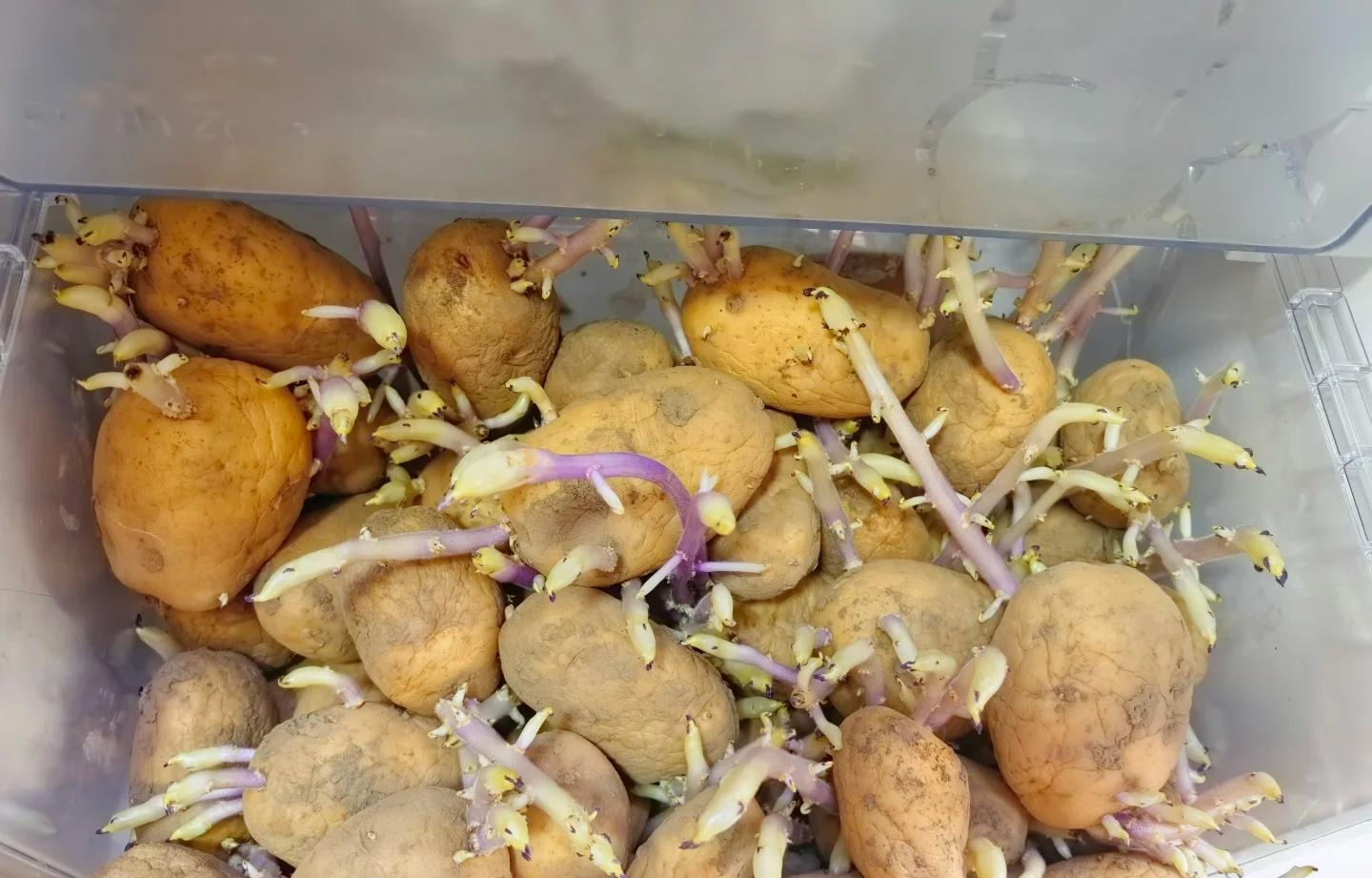 6 thực phẩm KHÔNG NÊN bảo quản trong tủ lạnh: Cái số 4 là sai lầm kinh điển!- Ảnh 6. 6 thực phẩm KHÔNG NÊN bảo quản trong tủ lạnh: Cái số 4 là sai lầm kinh điển!- Ảnh 6.