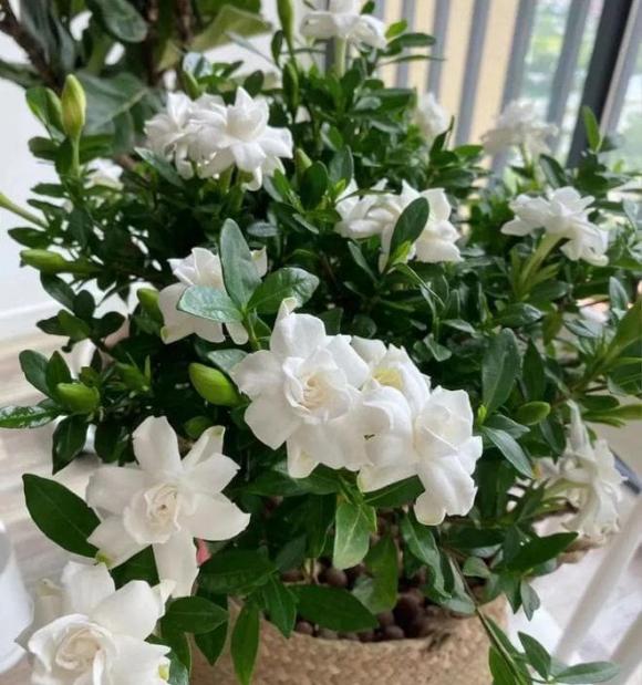 Bật điều hòa mùa hè: Người thông minh đặt 3 thứ này vào phòng, tôi hối hận vì giờ này mới biết- Ảnh 8.