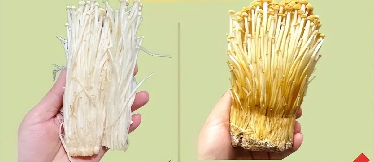 Kinh nghiệm của tôi khi mua nấm kim châm nấu ăn: Hãy nhớ "2 có - 3 không" để chọn được nấm tuyệt đối chuẩn tươi ngon- Ảnh 4.