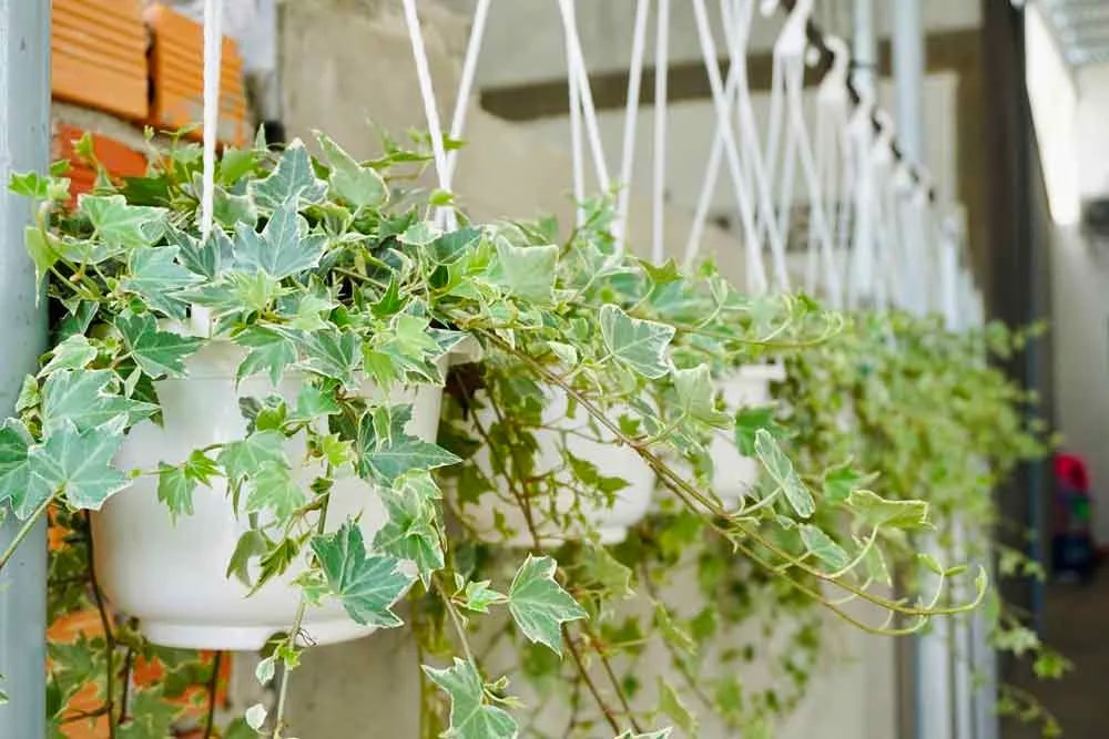 Bật điều hòa mùa hè: Người thông minh đặt 3 thứ này vào phòng, tôi hối hận vì giờ này mới biết- Ảnh 6.