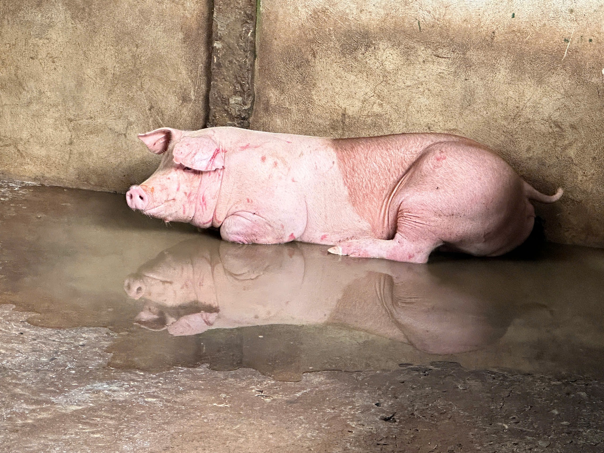 Thông tin bất ngờ về hình ảnh liên quan vụ C.P. Việt Nam bị “tố” bán thịt heo bệnh - Ảnh 2.