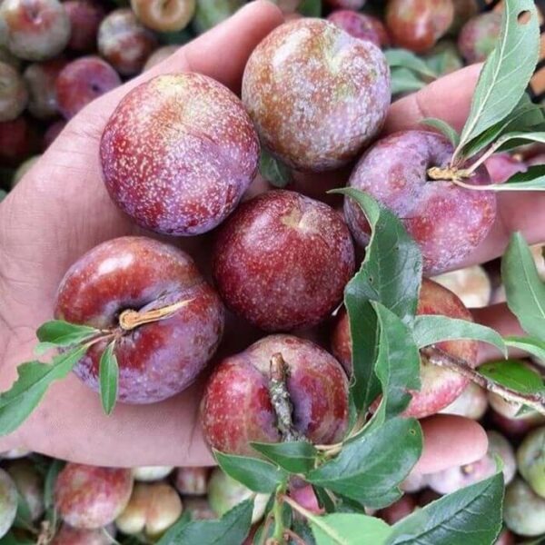 2 loại trái cây trùng tên nhưng số phận khác nhau, giá cả chênh lệch thấy rõ: Nhiều người đi chợ vẫn nhầm!- Ảnh 1.