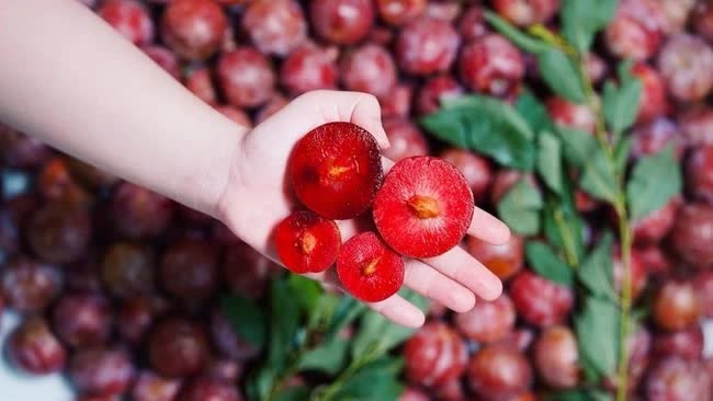 2 loại trái cây trùng tên nhưng số phận khác nhau, giá cả chênh lệch thấy rõ: Nhiều người đi chợ vẫn nhầm!- Ảnh 3.