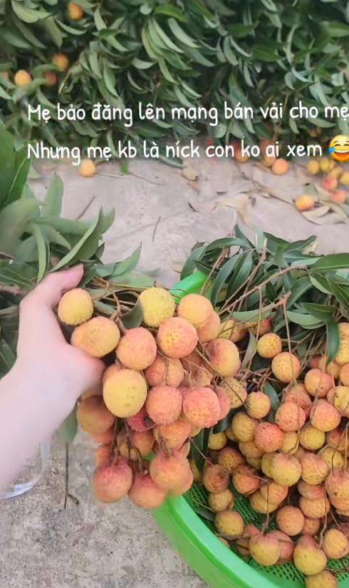 Khối nghỉ hè dùng TikTok rao bán vải hộ bố mẹ, 2h sáng được huy động ra vườn soi đèn thu hoạch