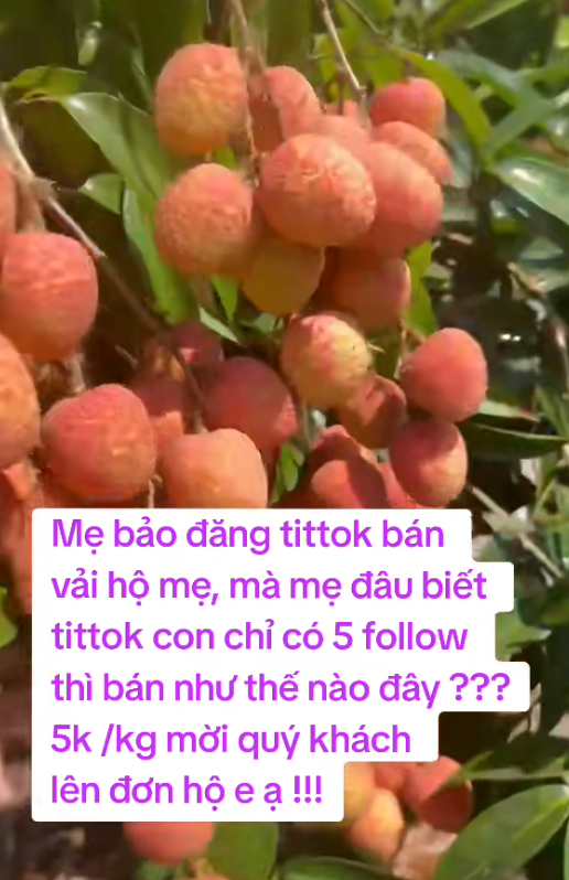 Khối nghỉ hè dùng TikTok rao bán vải hộ bố mẹ, 2h sáng được huy động ra vườn soi đèn thu hoạch