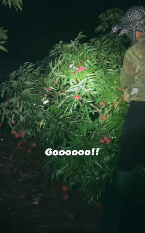 Khối nghỉ hè dùng TikTok rao bán vải hộ bố mẹ, 2h sáng được huy động ra vườn soi đèn thu hoạch