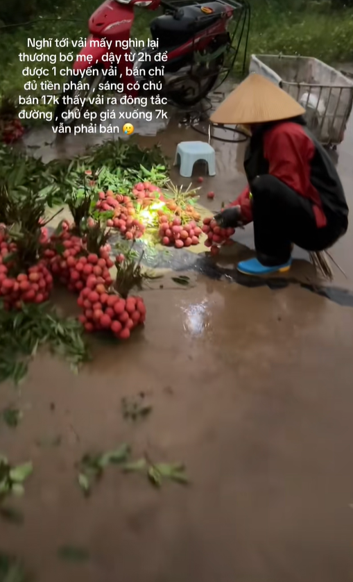 Khối nghỉ hè dùng TikTok rao bán vải hộ bố mẹ, 2h sáng được huy động ra vườn soi đèn thu hoạch