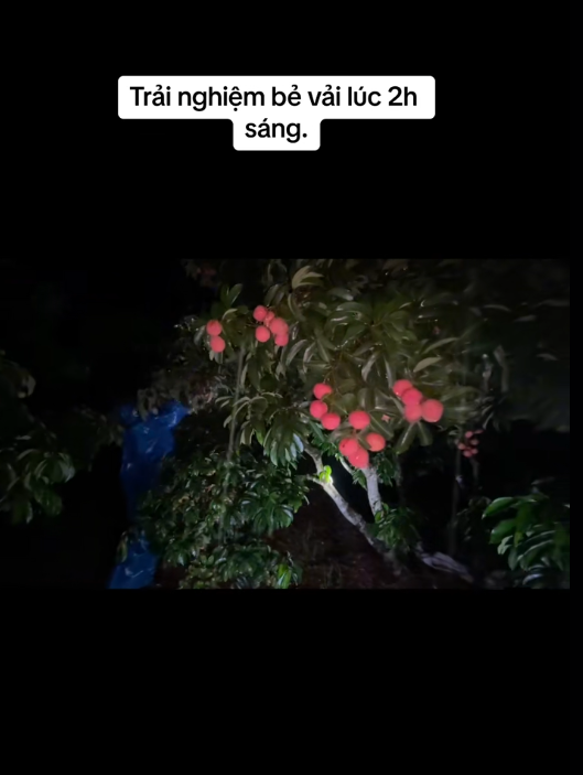 Khối nghỉ hè dùng TikTok rao bán vải hộ bố mẹ, 2h sáng được huy động ra vườn soi đèn thu hoạch