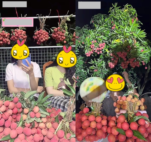 Khối nghỉ hè dùng TikTok rao bán vải hộ bố mẹ, 2h sáng được huy động ra vườn soi đèn thu hoạch