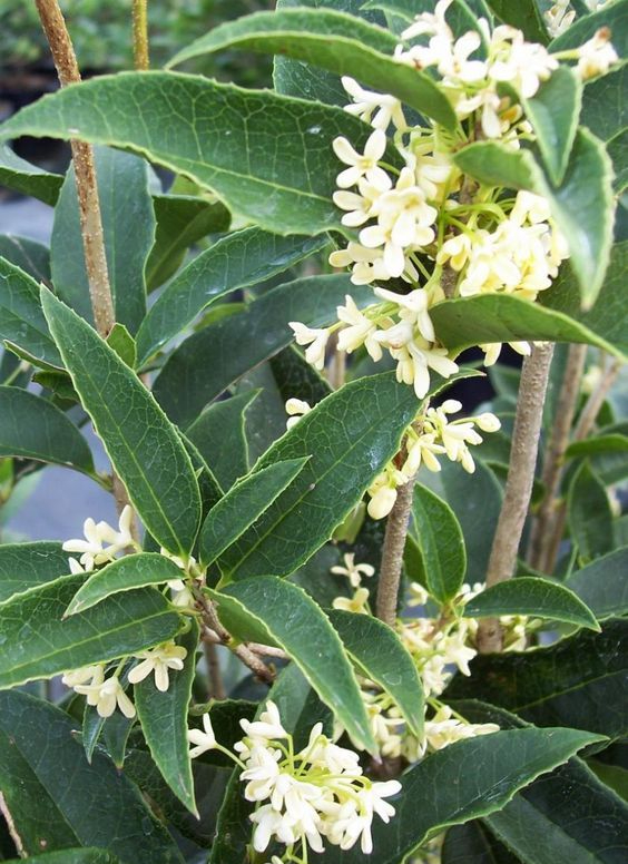 Người giàu thích trồng 5 cây này hơn hoa: Nhà có 1 cây thôi cũng sung túc, phúc lộc đong đầy