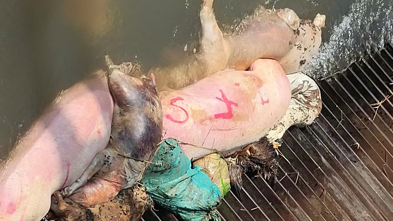 Hình ảnh heo bệnh chết nằm la liệt trên kênh dẫn nước ở Bình Dương - Ảnh 1.