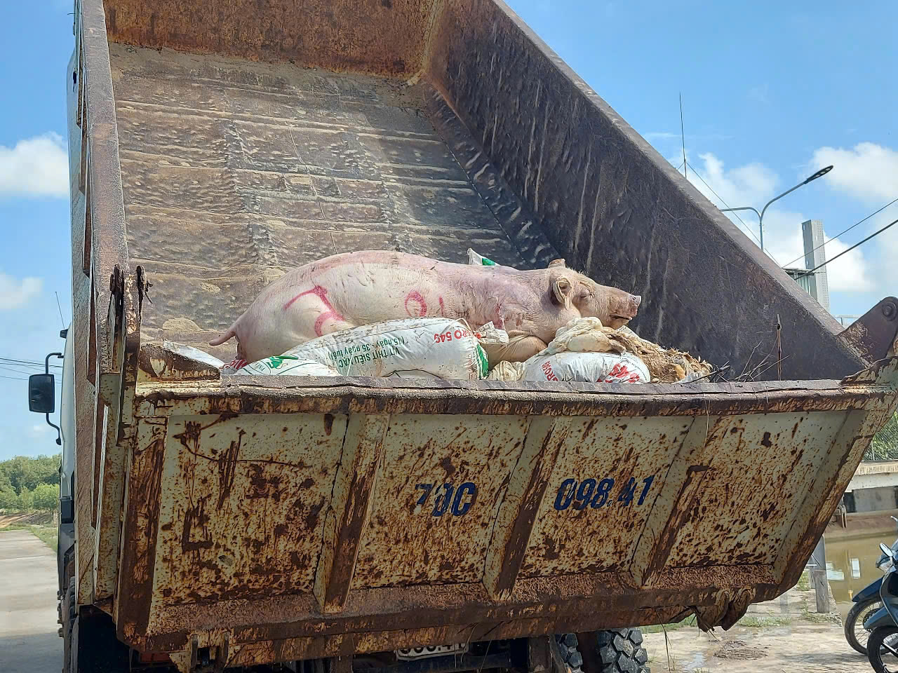 Hình ảnh heo bệnh chết nằm la liệt trên kênh dẫn nước ở Bình Dương - Ảnh 2.