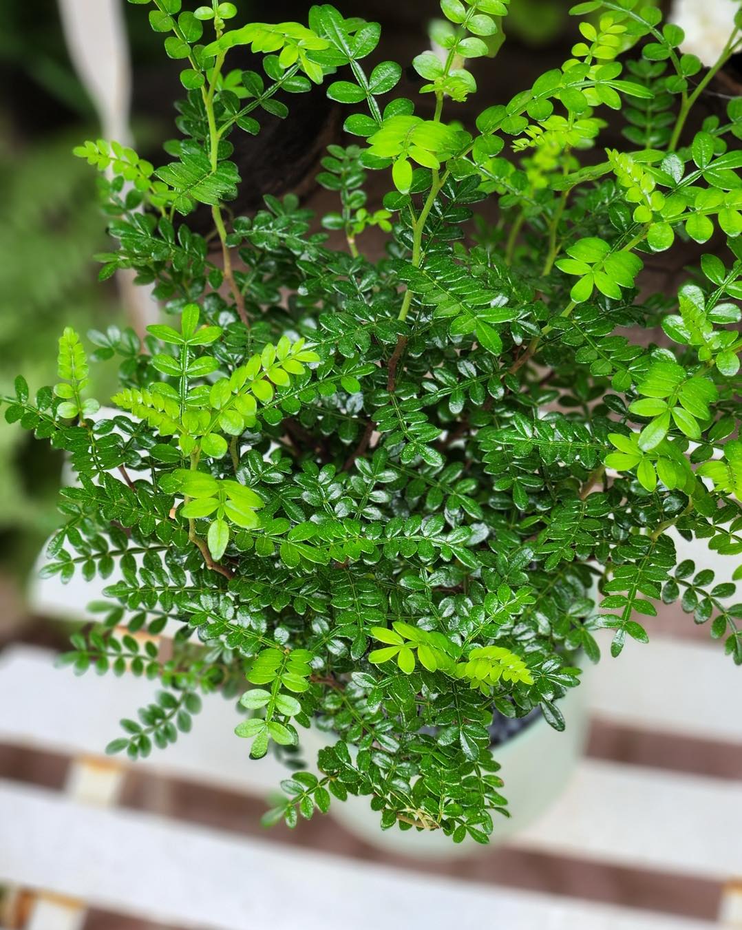 Người giàu thích trồng 5 cây này hơn hoa: Nhà có 1 cây thôi cũng sung túc, phúc lộc đong đầy