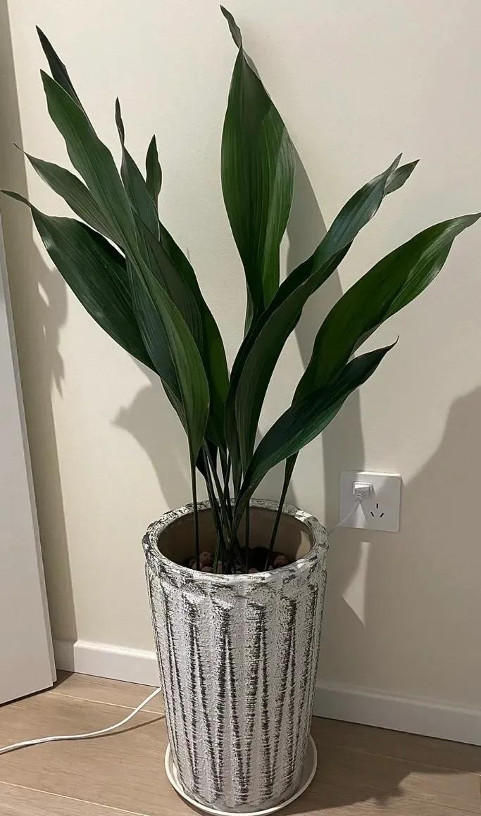 5 cây này là "khắc tinh" của formaldehyde: Nuốt sạch bụi mịn, tẩy uế khí rất tốt - Ảnh 3.