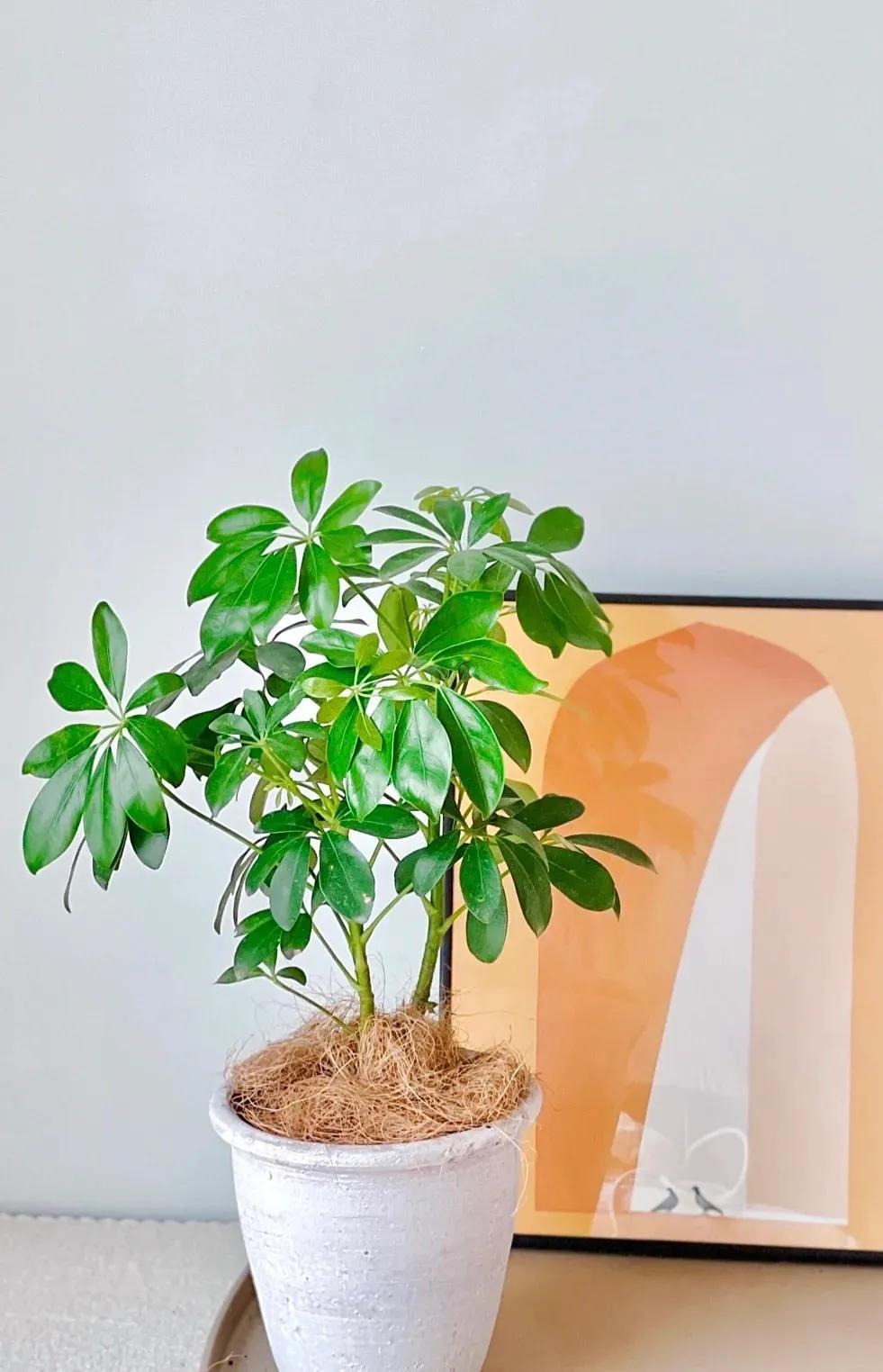 5 cây này là "khắc tinh" của formaldehyde: Nuốt sạch bụi mịn, tẩy uế khí rất tốt - Ảnh 5.