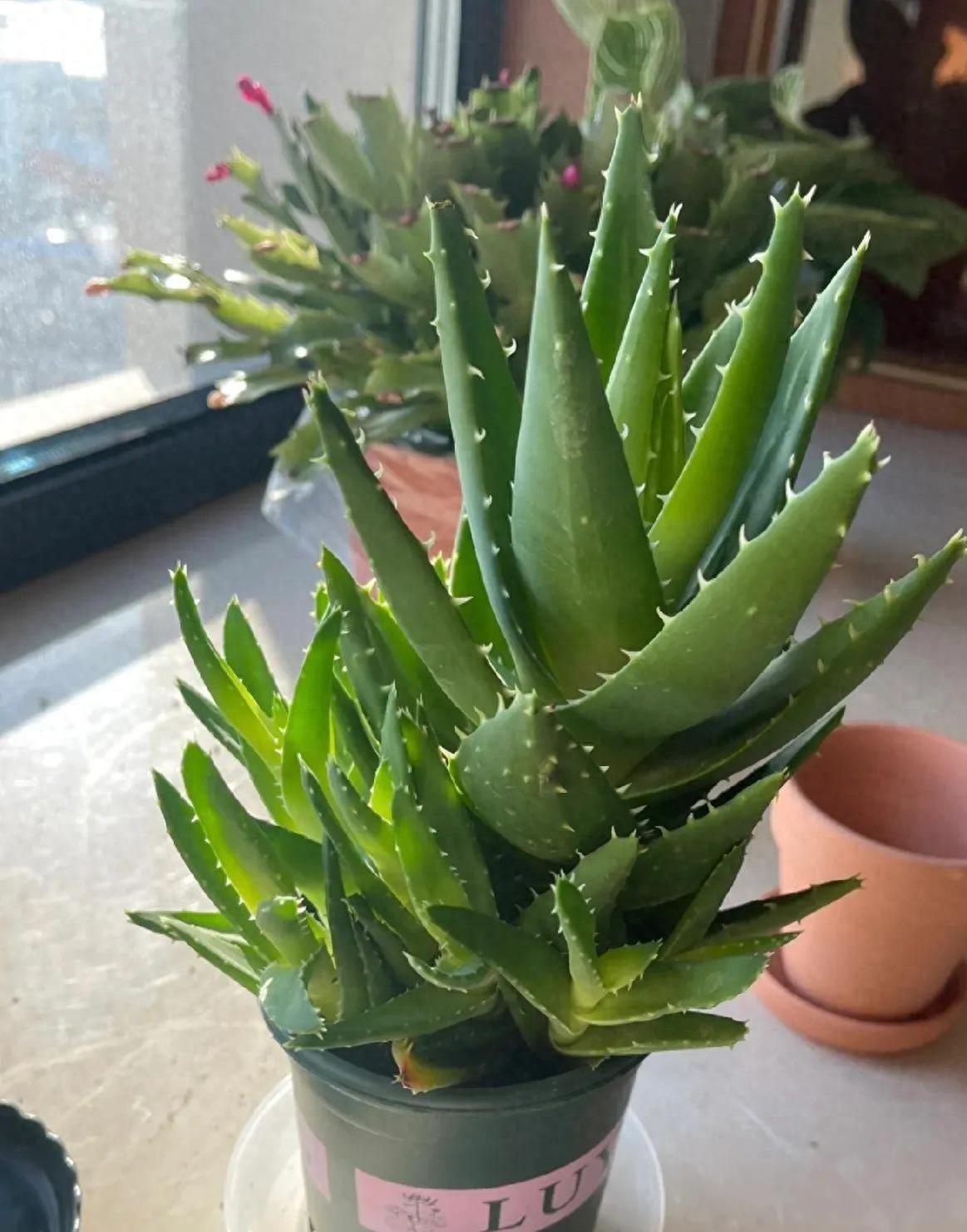 5 cây này là "khắc tinh" của formaldehyde: Nuốt sạch bụi mịn, tẩy uế khí rất tốt - Ảnh 1.